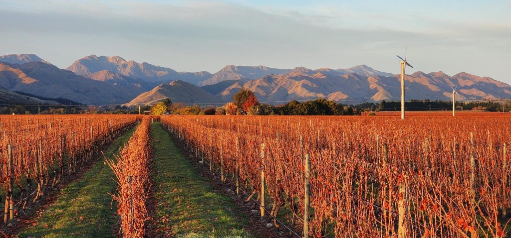 A row of vines wtth dried grapes ready to be picked, in Marlborough New Zealand