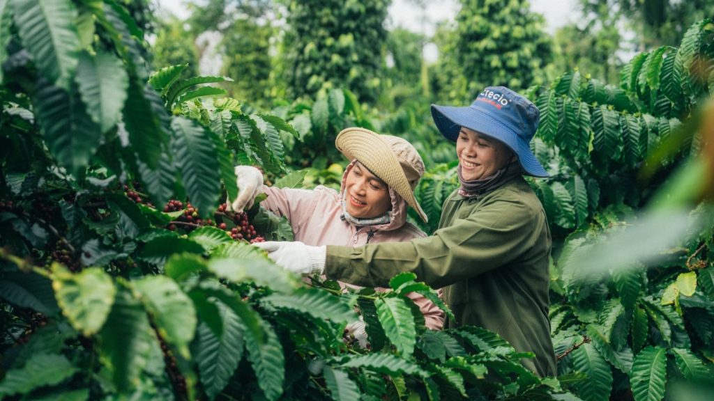 women farming on coffee farm