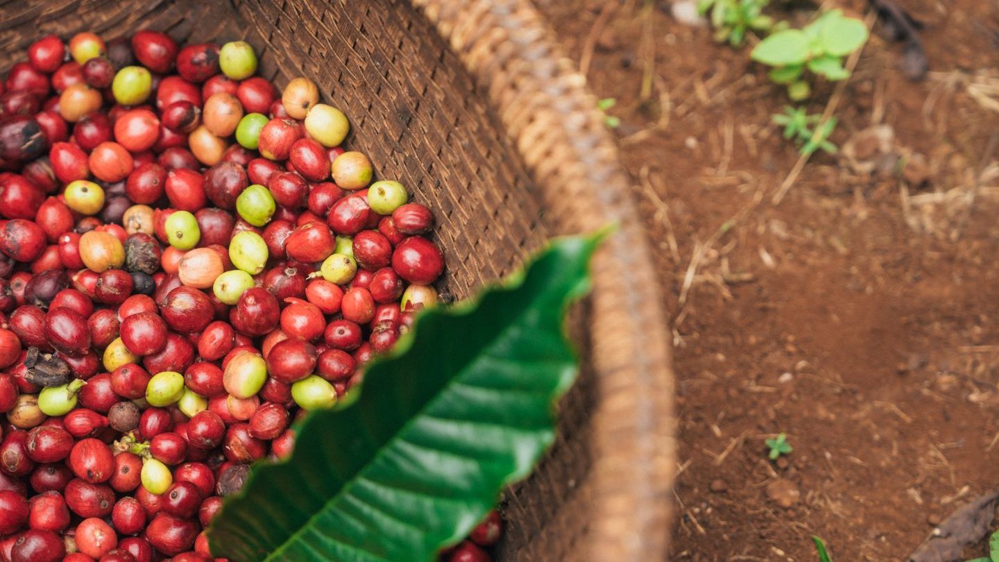 Is the climate crisis the only threat to coffee production?