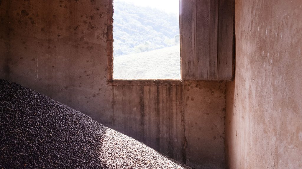 coffee cherries drying inside sun shining.